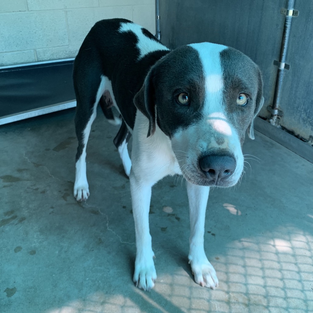 JANET - Terrier / American Staffordshire available for adoption