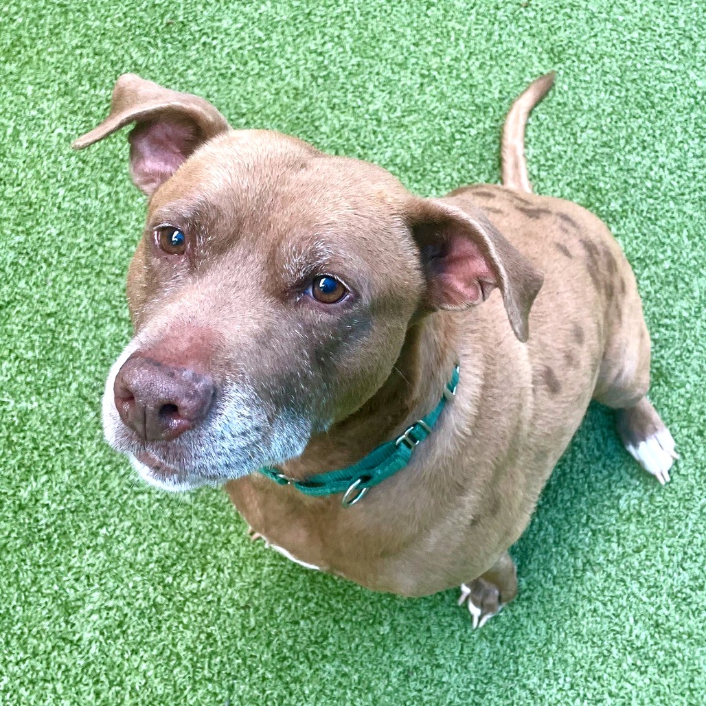 Diesel, photo 18