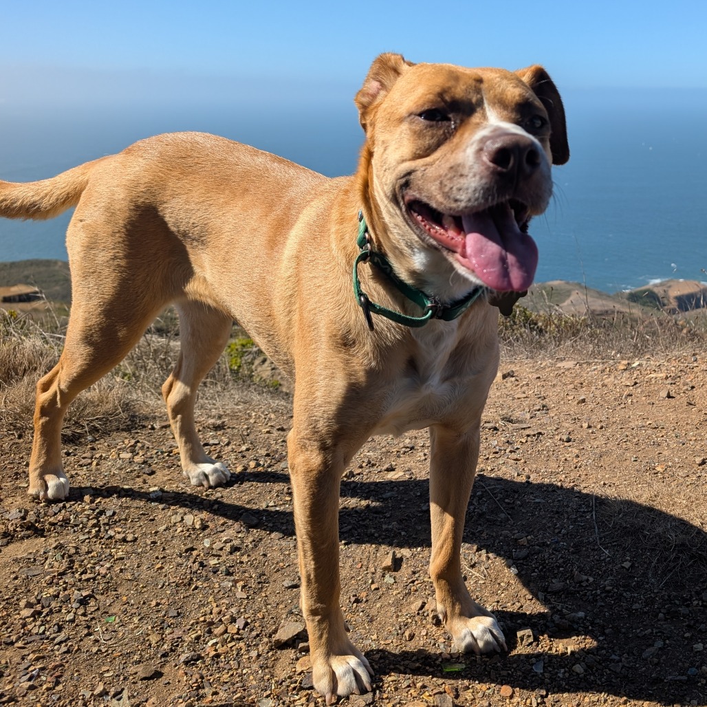 KASHA, photo 24