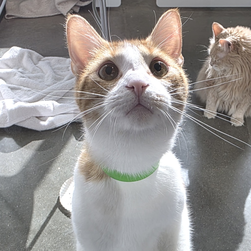 Oliver