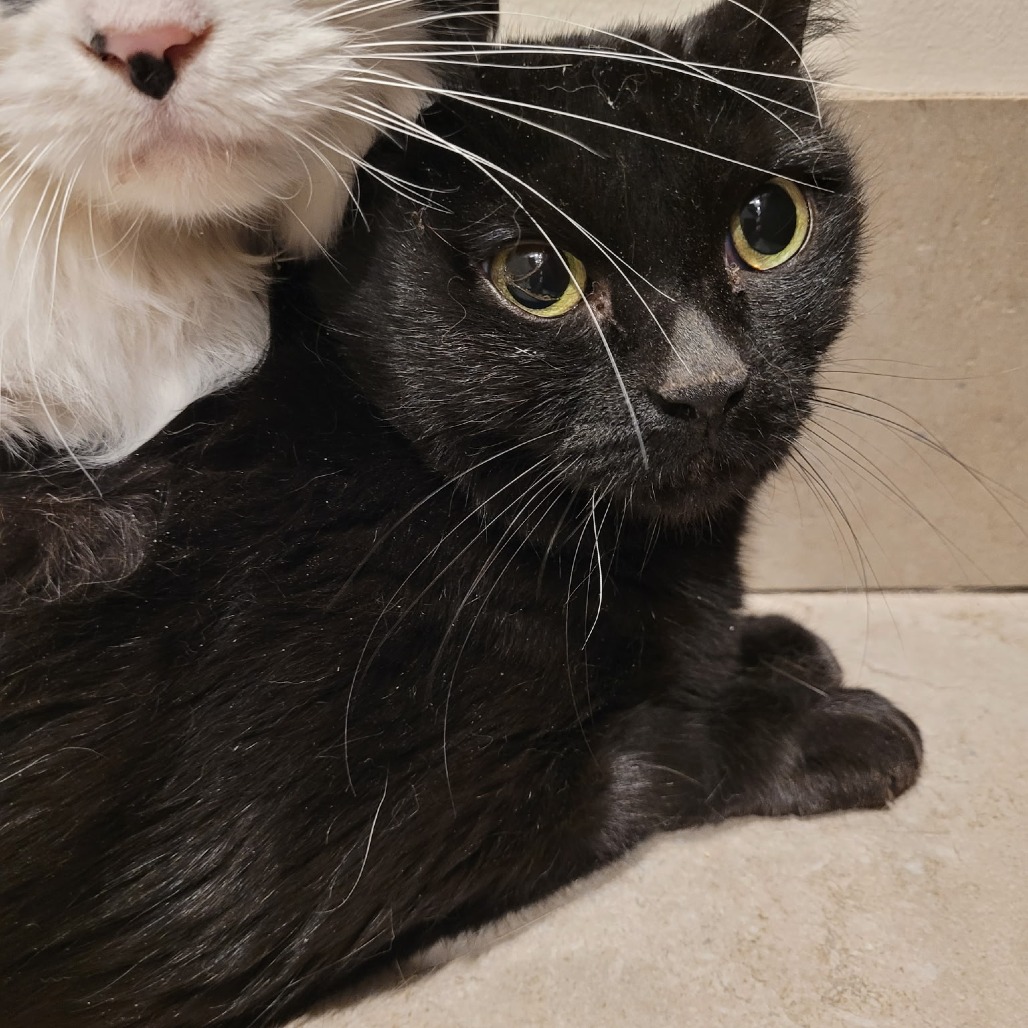 LITTLE GIRL - Domestic Shorthair available for adoption