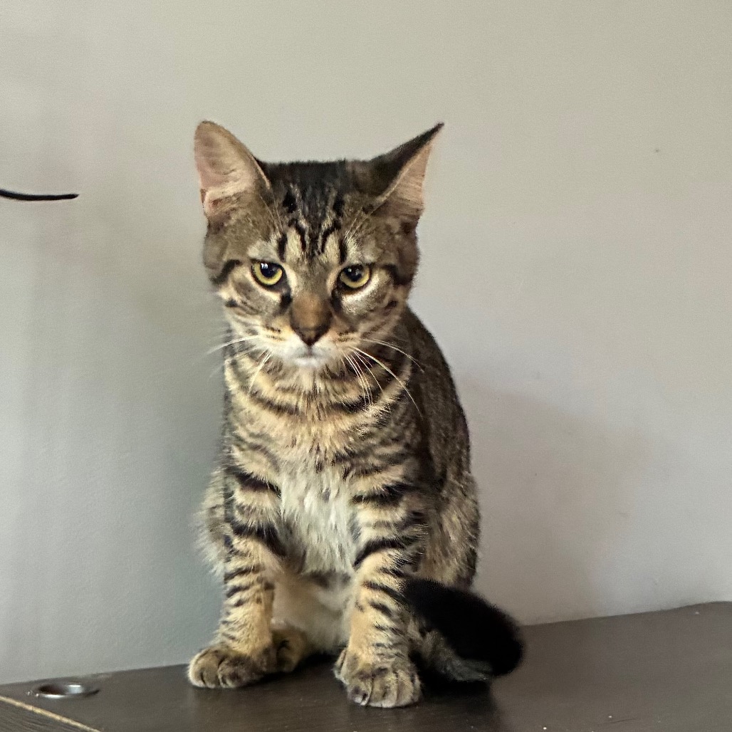 Evan, an adoptable cat