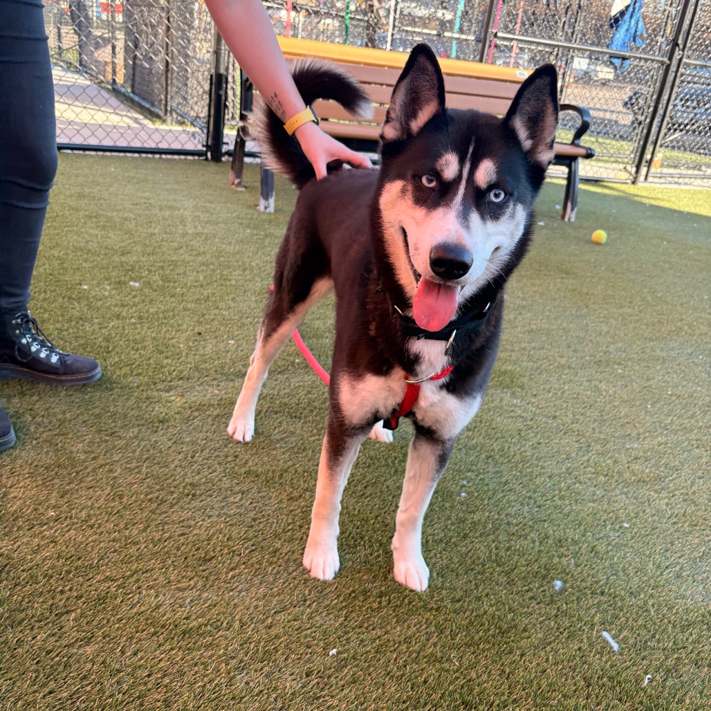 Blakey — thumbnail 5