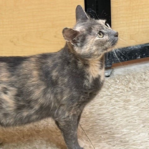 ROSIE - Domestic Shorthair for adoption in Dayton