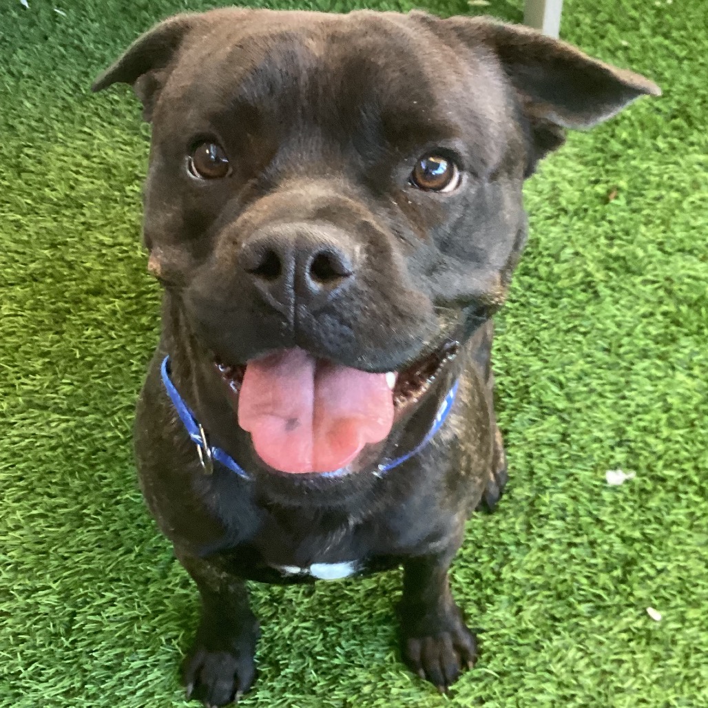 GOONIE - Bulldog, Old English / Mix available for adoption