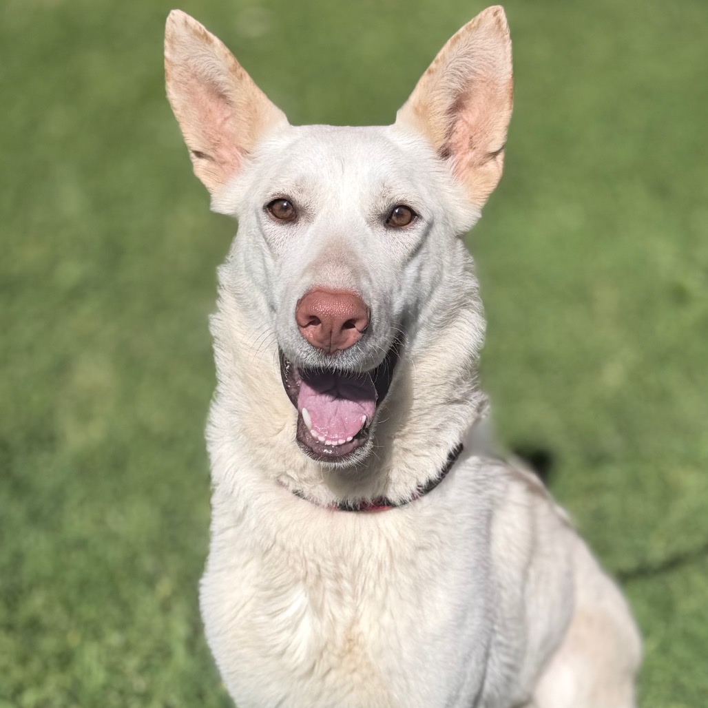 Kennel#6 Bella's preview photo