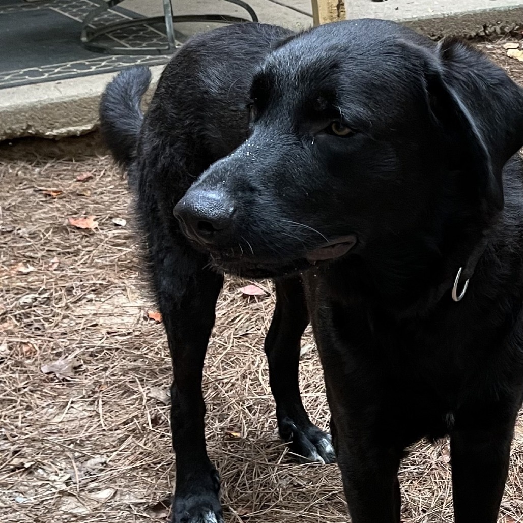ALPHARETTA - Andy, photo 4