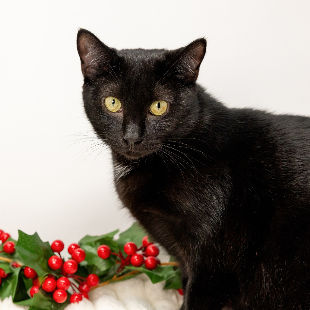 Salem — thumbnail 4