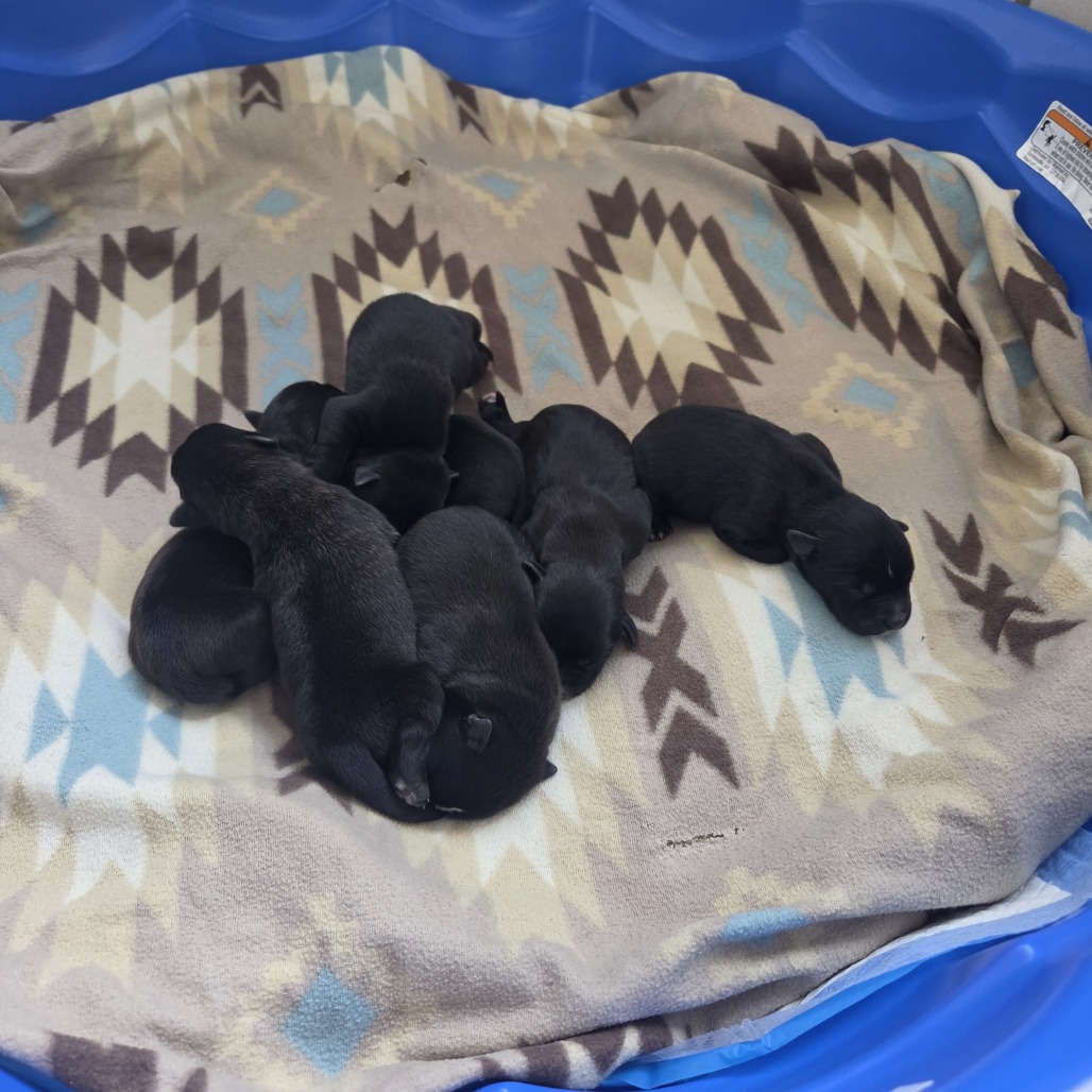 FUNFETTI - Mixed Breed (Small) available for adoption