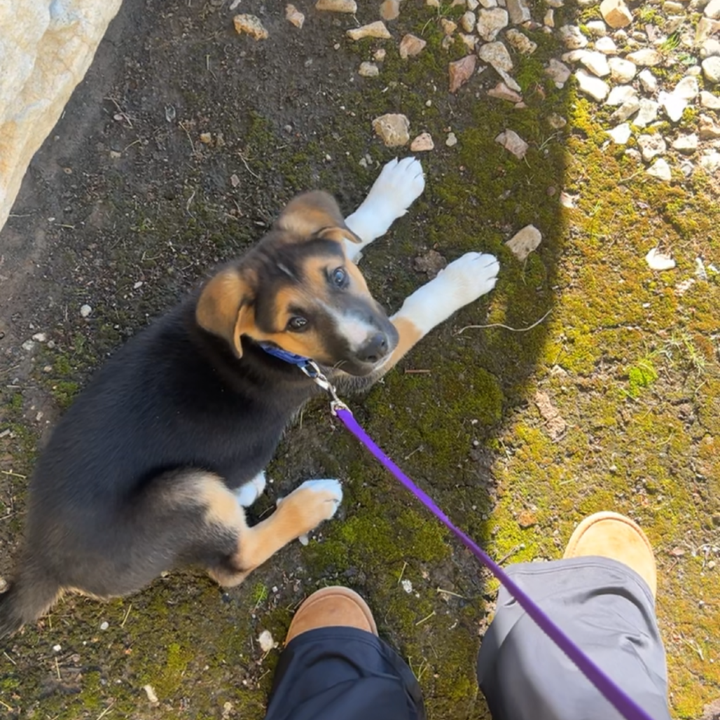 Loki photo 2