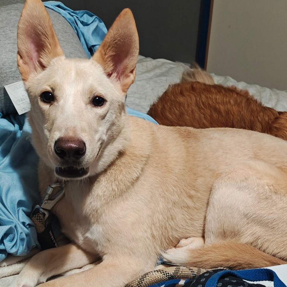 TRAIL MIX - Husky / Retriever, Labrador available for adoption