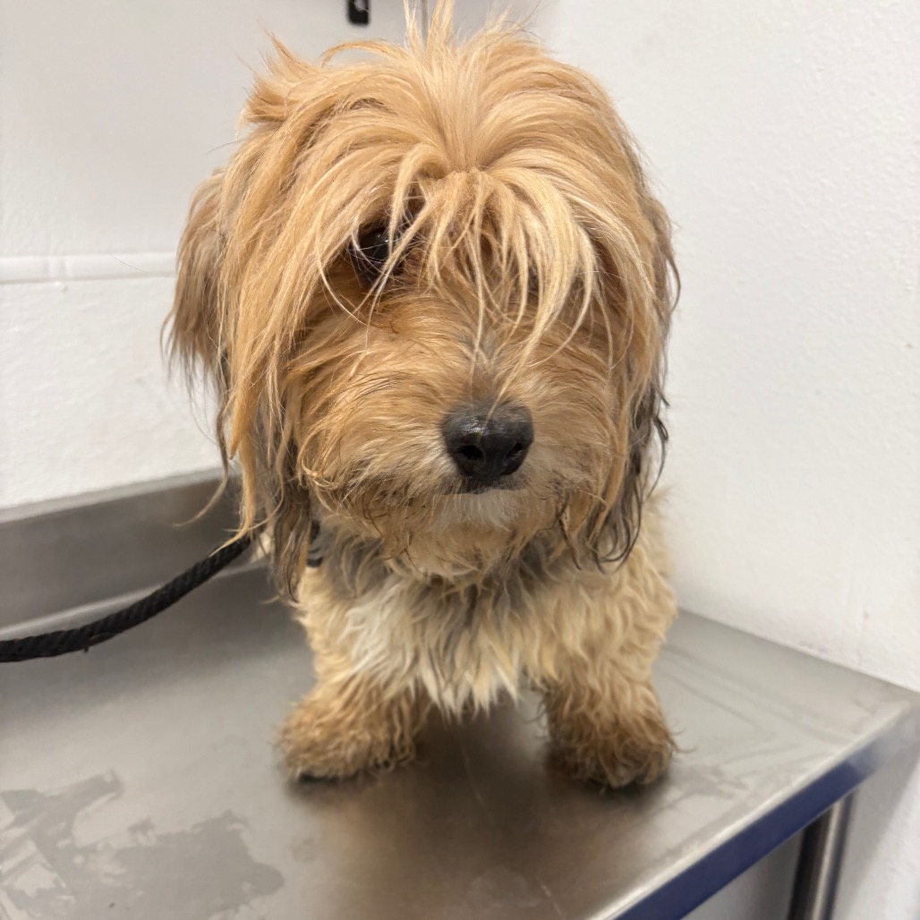 BUTTON - Spaniel, Cocker / Mix available for adoption