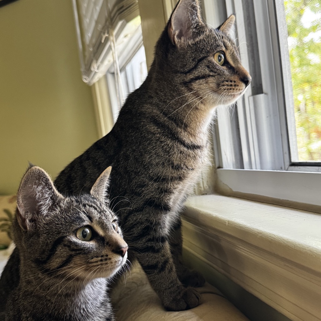 DOLLY AND KENNY - American Shorthair available for adoption