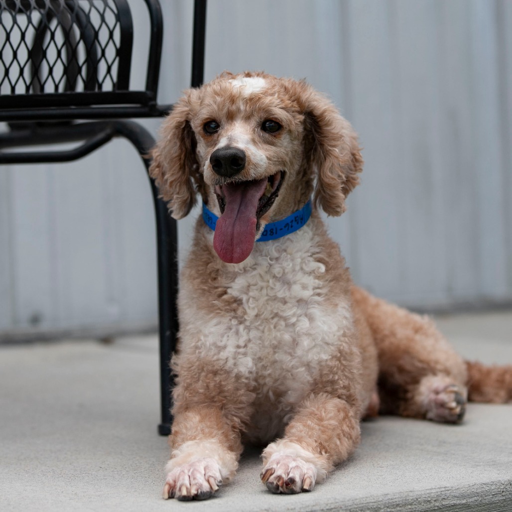 JOLLY (AG26-180) - Poodle / Miniature available for adoption