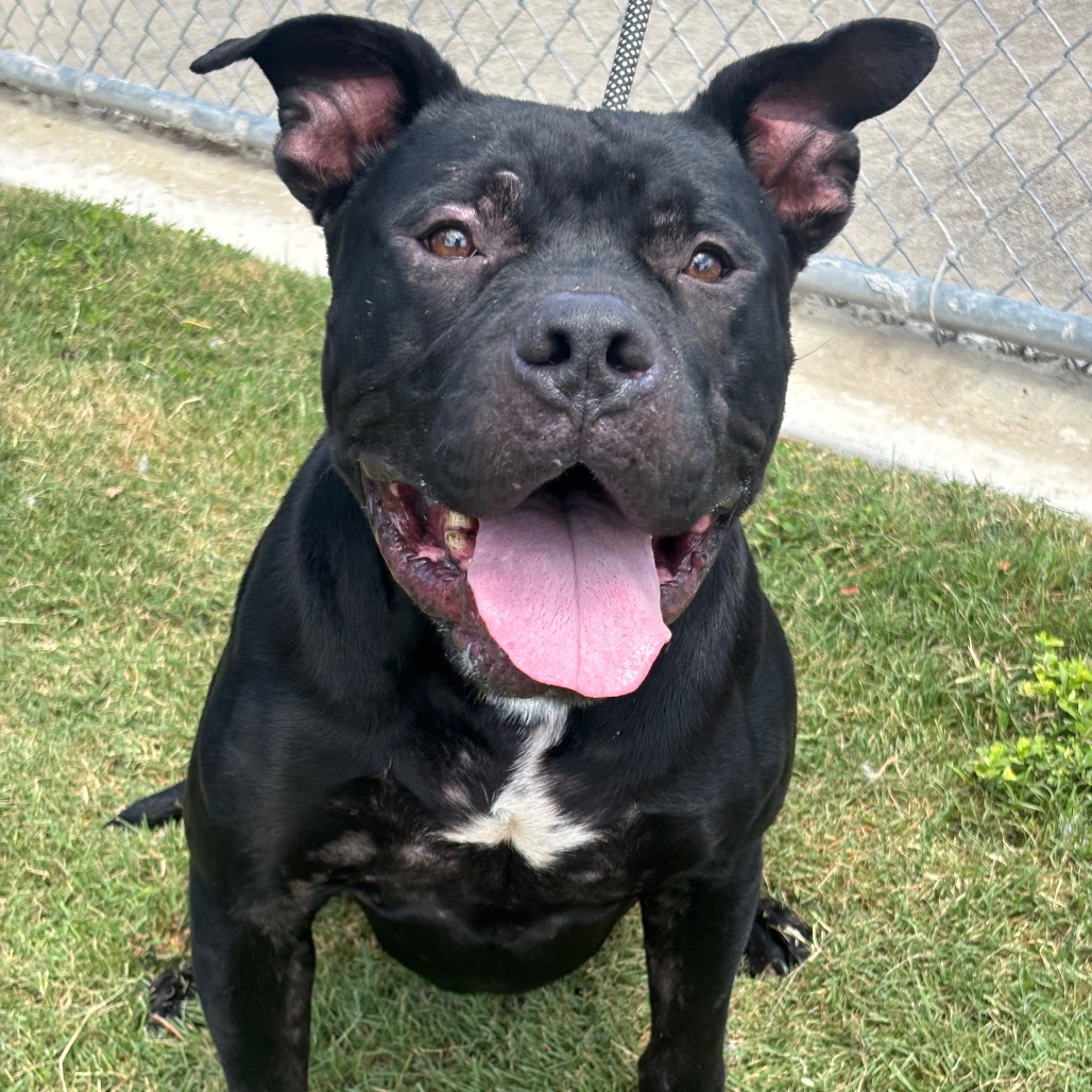 SPARKS - Terrier, American Staffordshire / Mixed Breed (Large) available for adoption