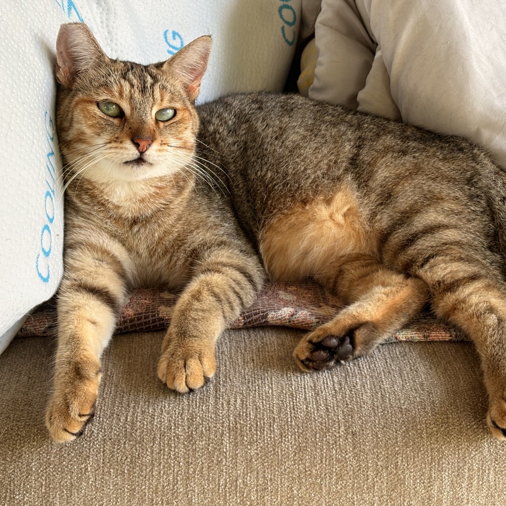 Cheeky (AKA Mama Kitty) photo Image