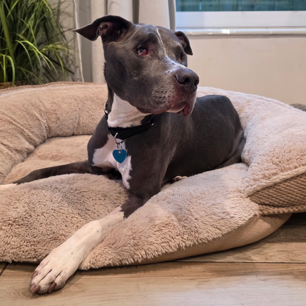 MILO - Terrier available for adoption