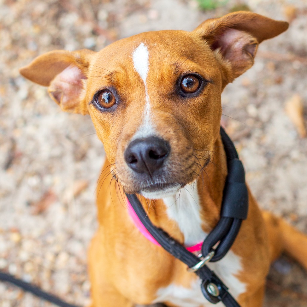 BABY GIRL - Beagle / Terrier available for adoption