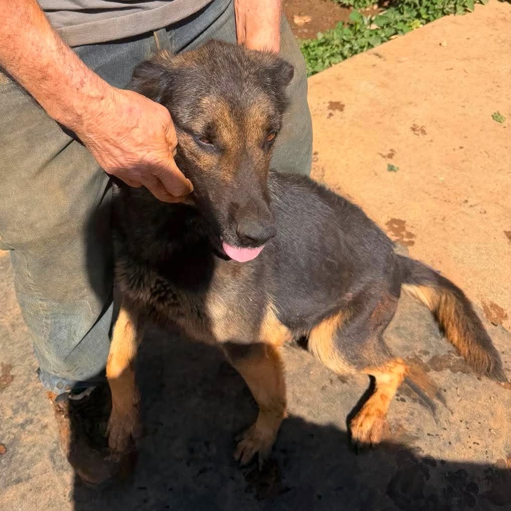 EVE - Shepherd / German available for adoption