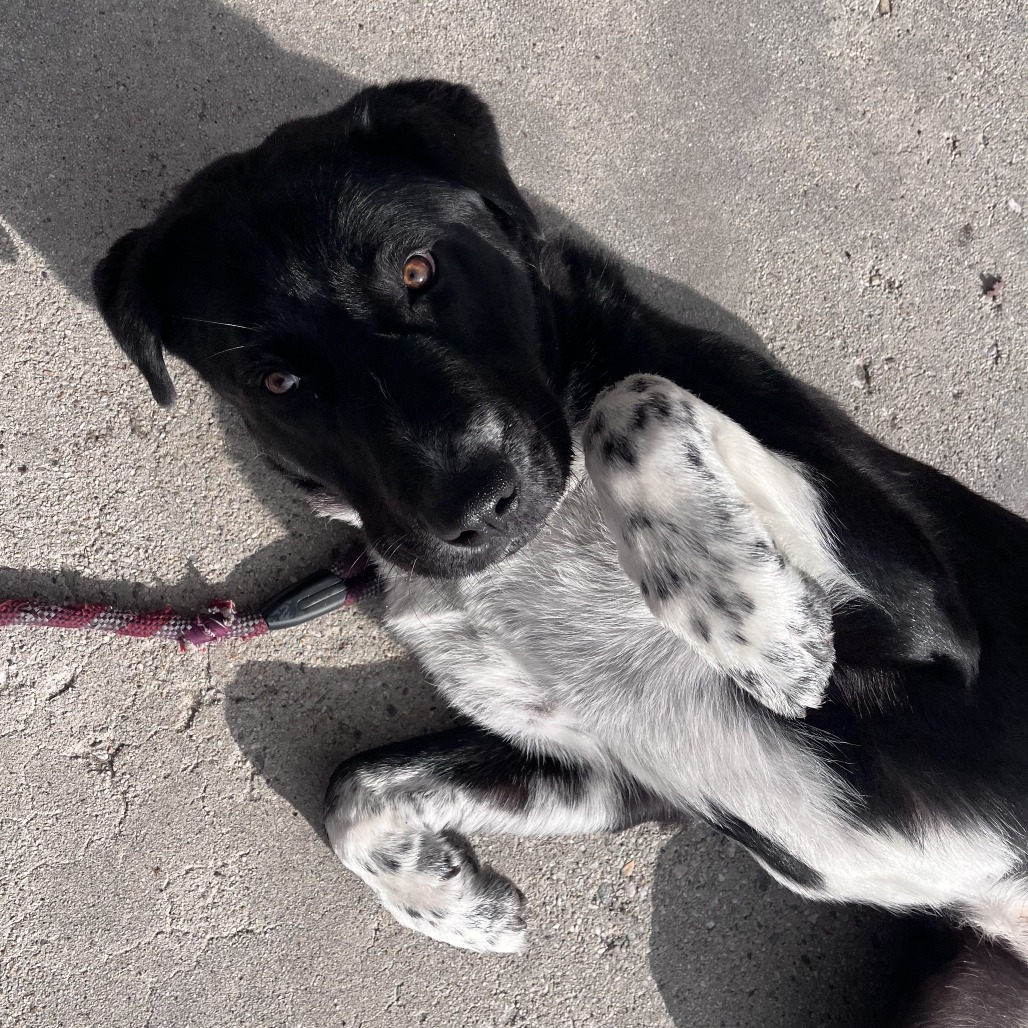 Phoebe — thumbnail 5