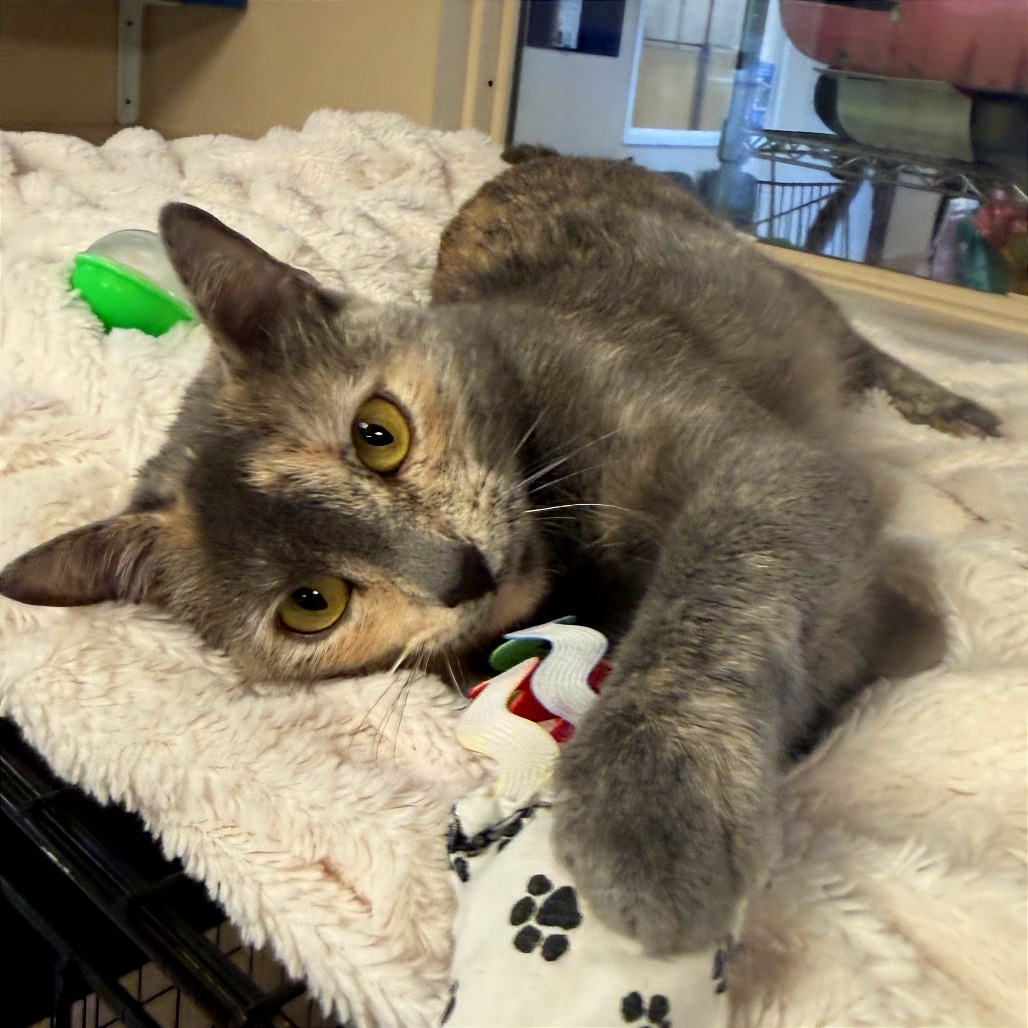 PAINTRESS - Domestic Shorthair available for adoption