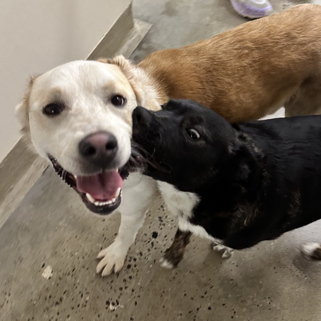 Giuseppe — thumbnail 4