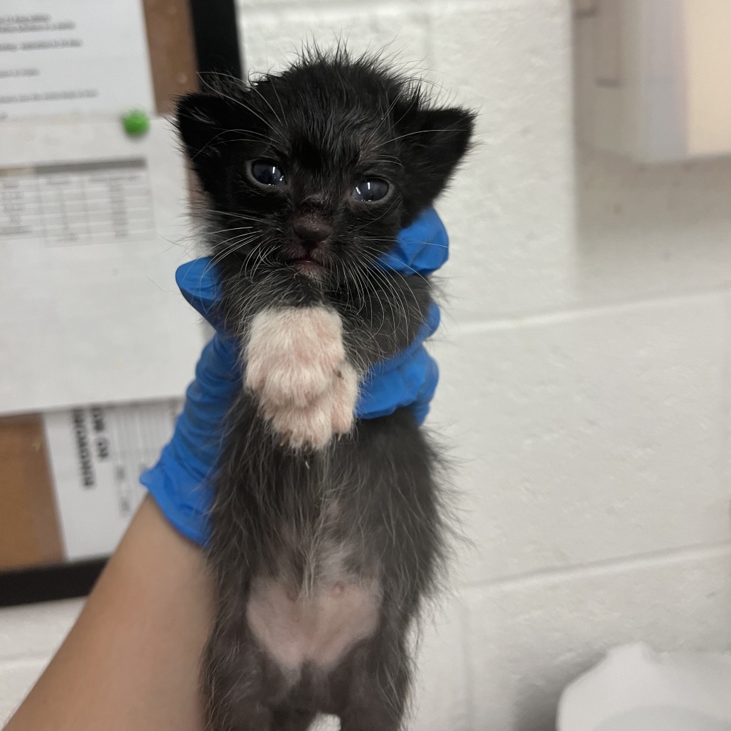 Zuzu, available for adoption at PVAS