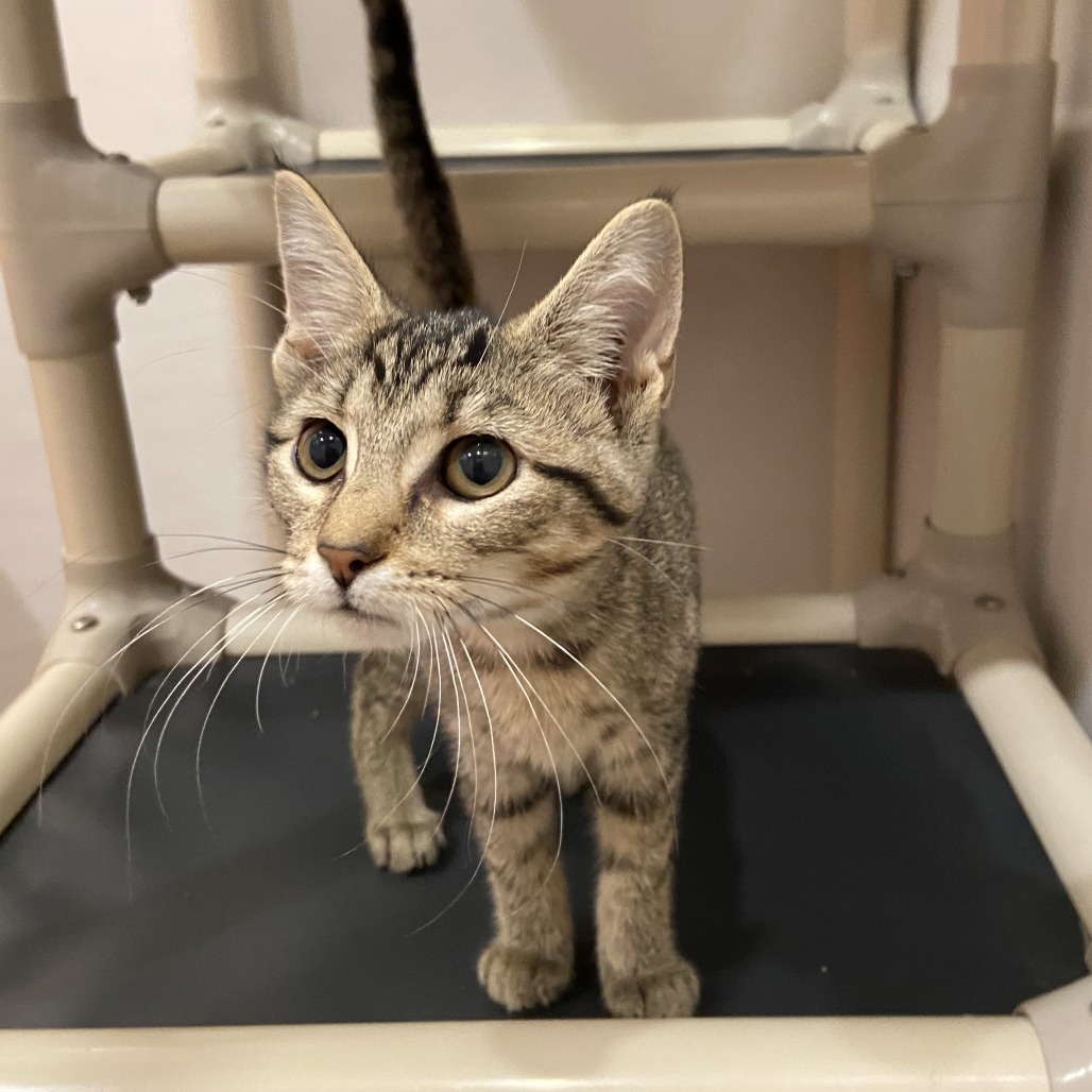 LUCY LOO - Domestic Shorthair available for adoption