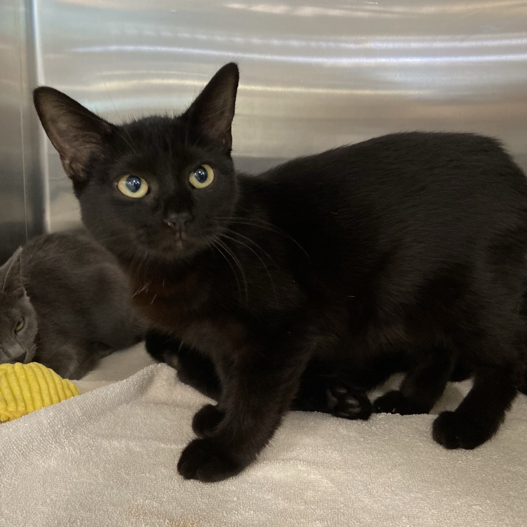GREAT DANE - Domestic Shorthair available for adoption