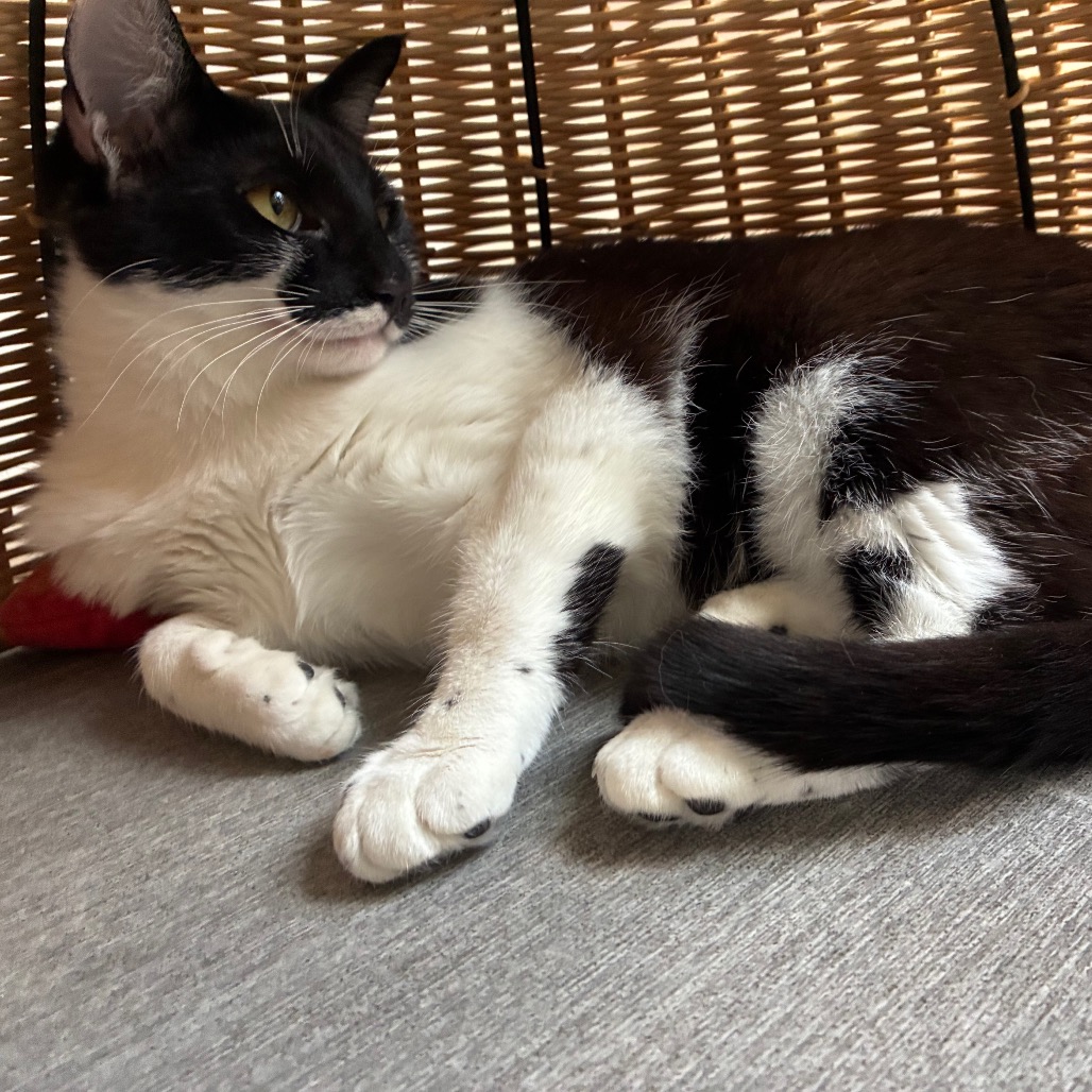 Pippa, photo 12