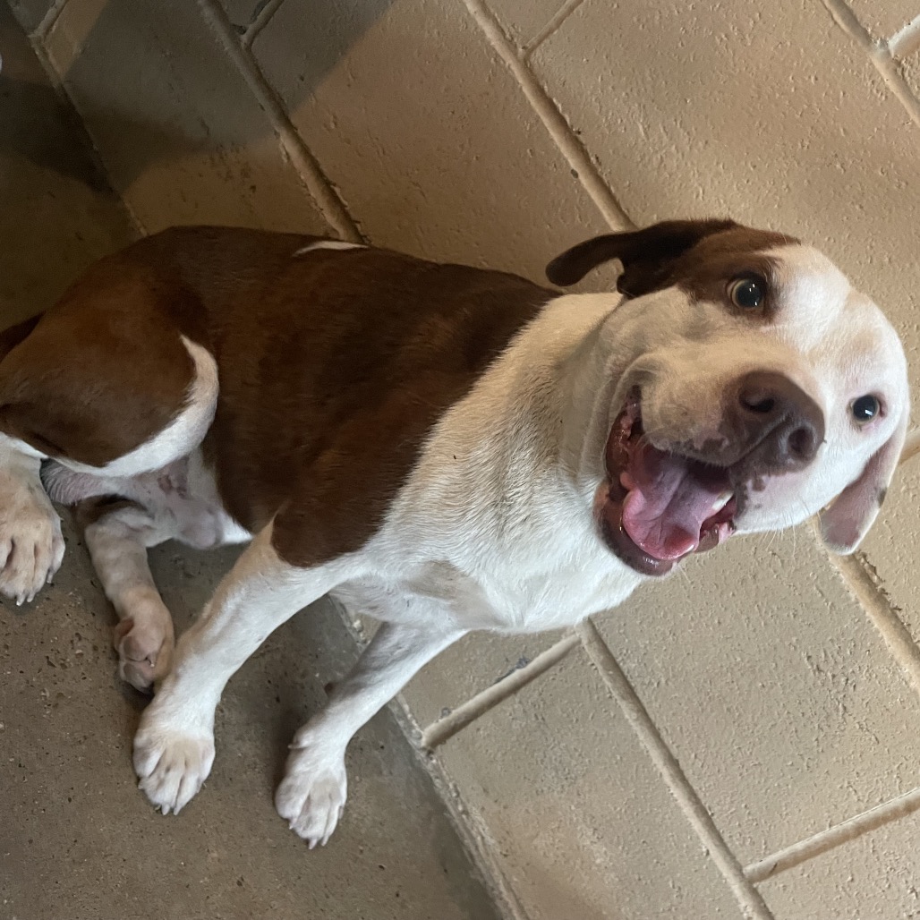 RED - Terrier, Pit Bull / Mixed Breed (Medium) available for adoption