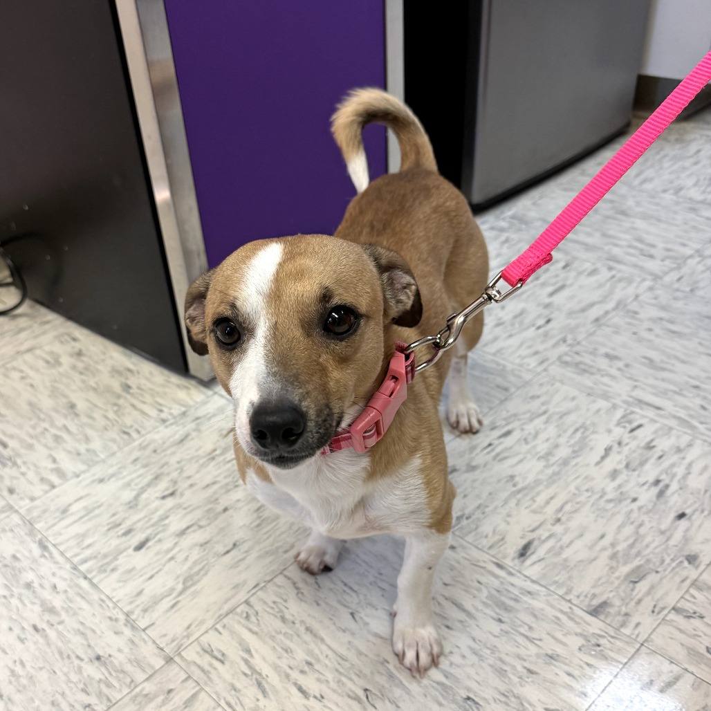 Wishbone — thumbnail 4