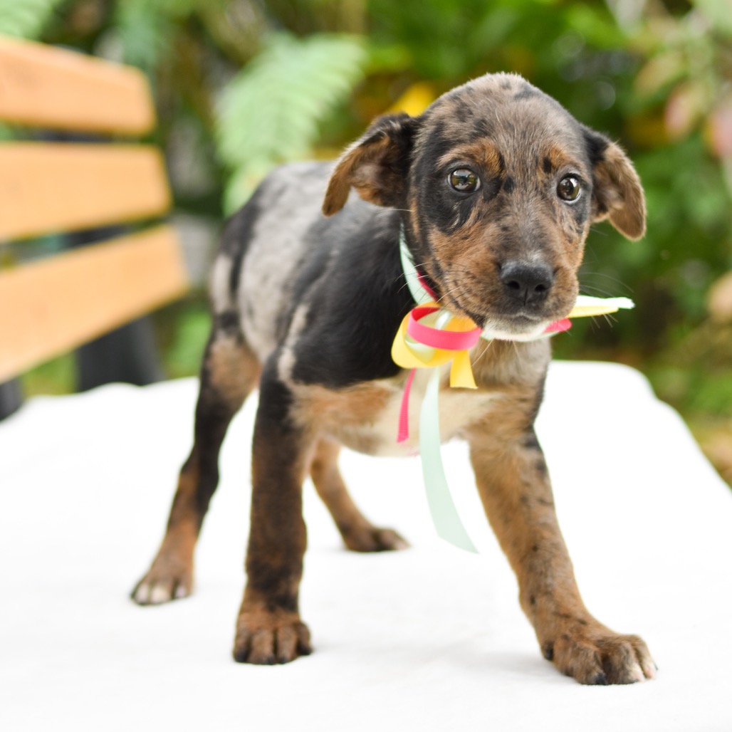 Mixed Breed