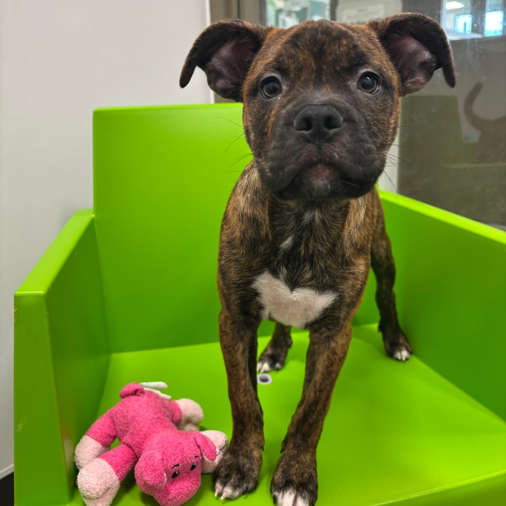 RAGAMUFFIN - Mixed Breed (Medium) available for adoption