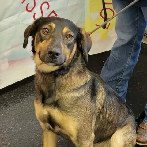 Toby — thumbnail 2