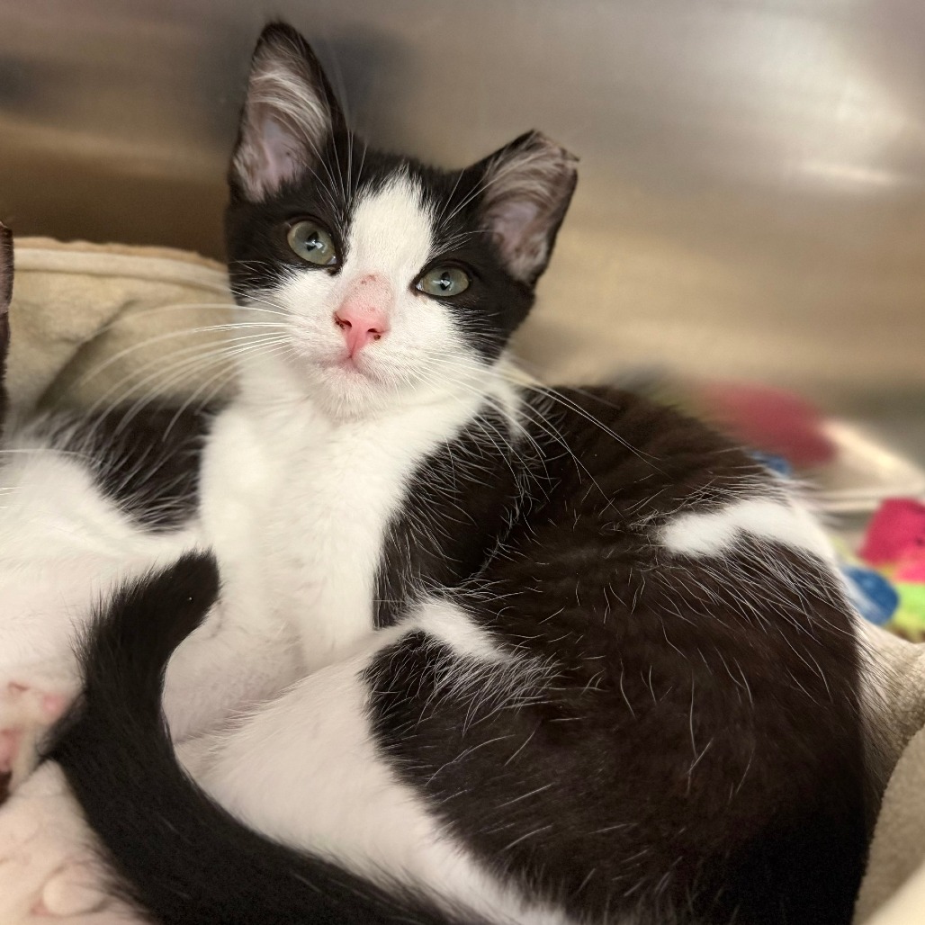 GOLDFISH - Domestic Shorthair available for adoption