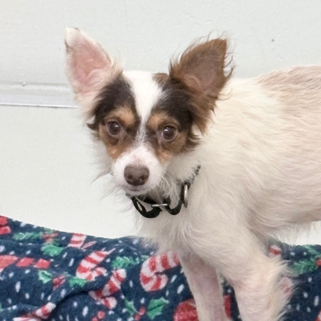 Chihuahua