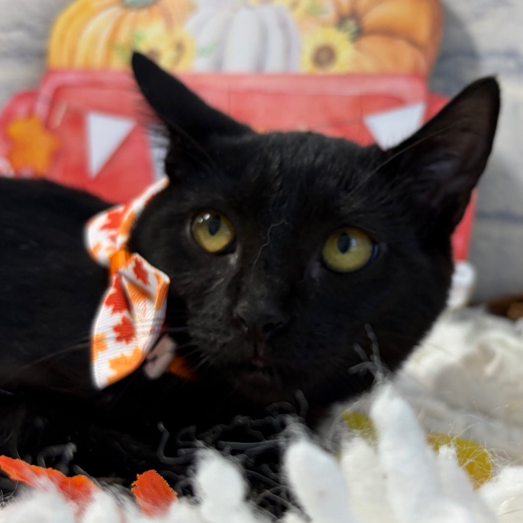 Onyx, photo 6