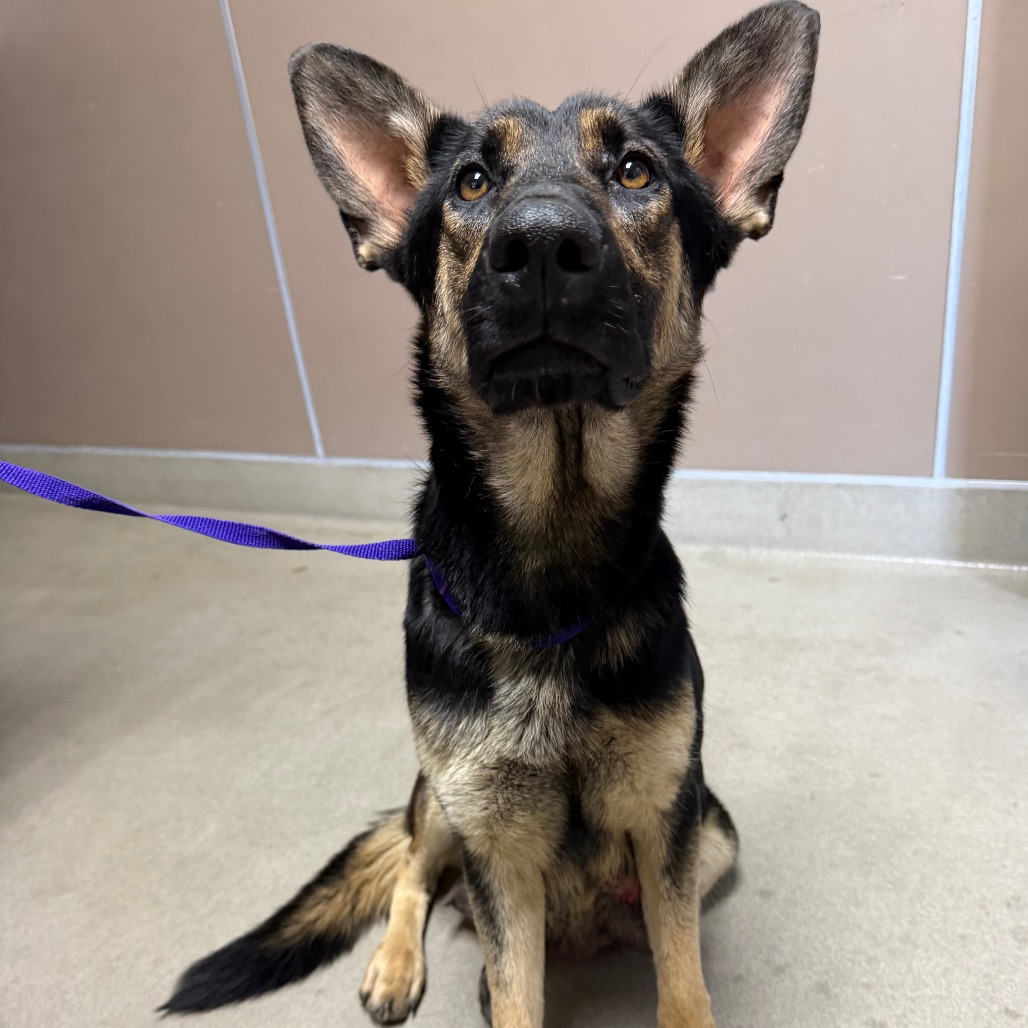 Kennel#3's preview photo