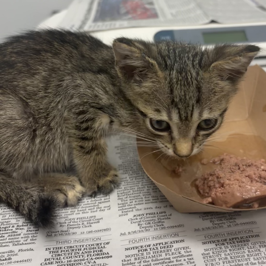 FISH - Domestic Shorthair available for adoption