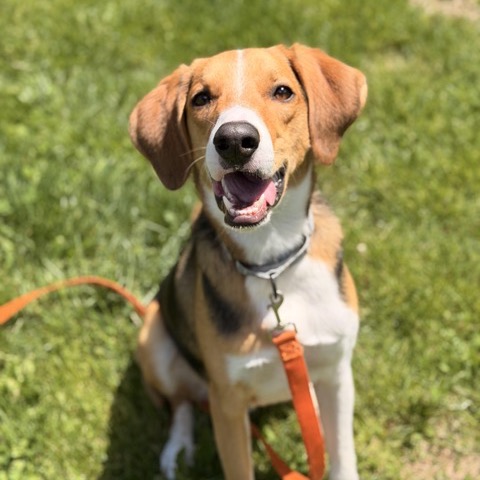 Opie photo 6