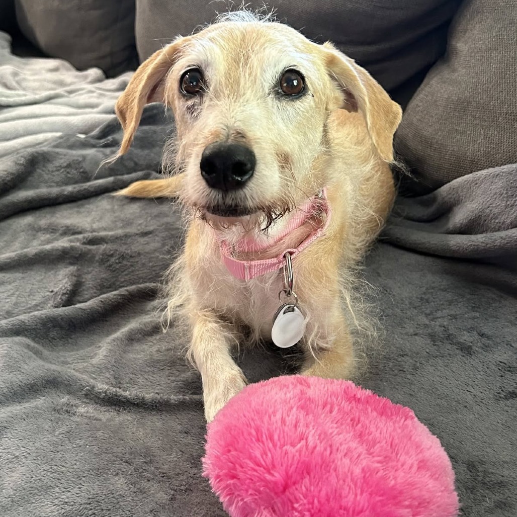 Pippa
