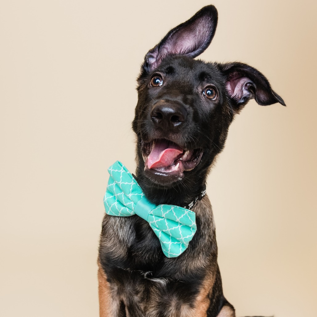 HUCKLEBERRY - Mixed Breed (Medium) available for adoption