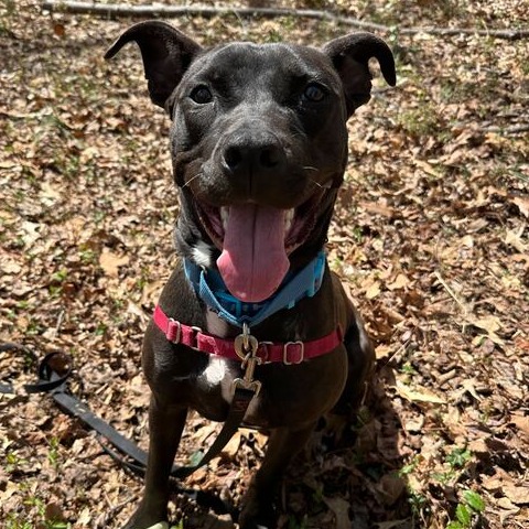 Caesar — thumbnail 3