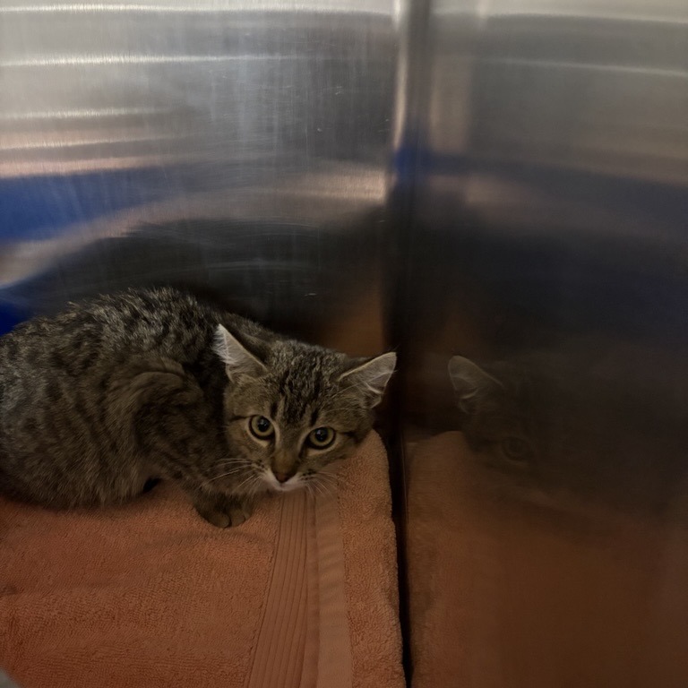 Bug: Female 3 Domestic Shorthair