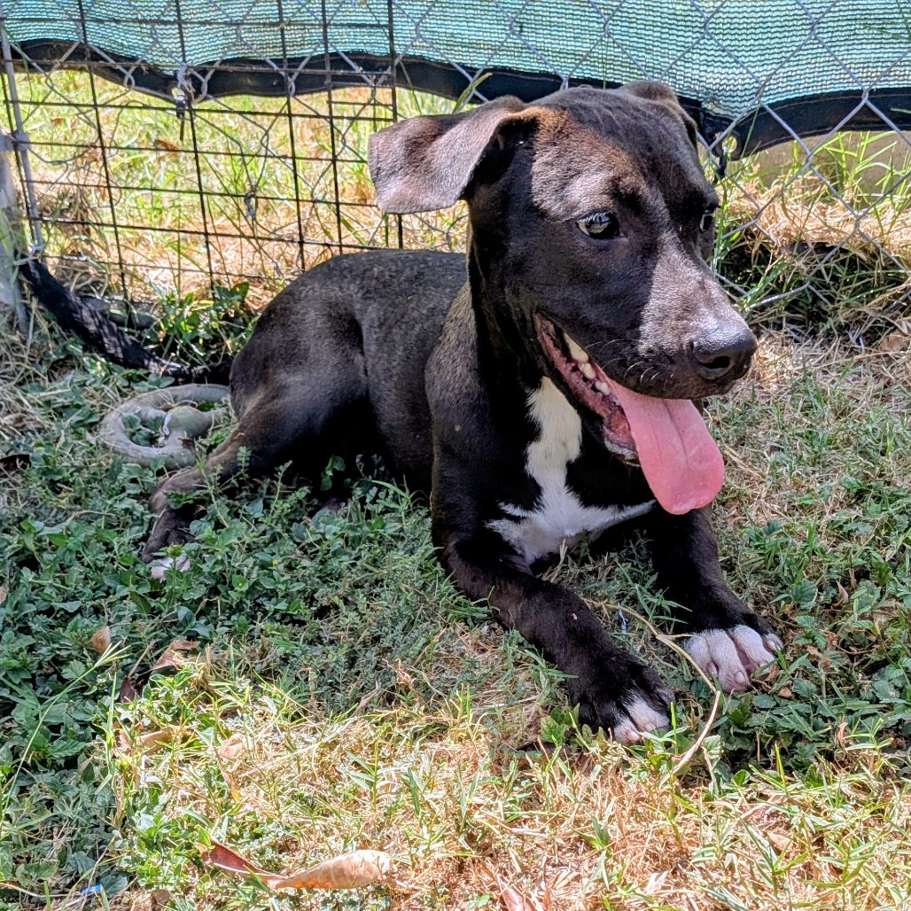 DESIREE - Shepherd available for adoption