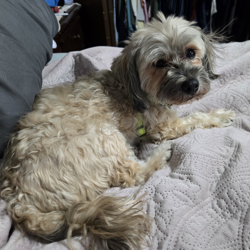 Romeo D10431, photo 4