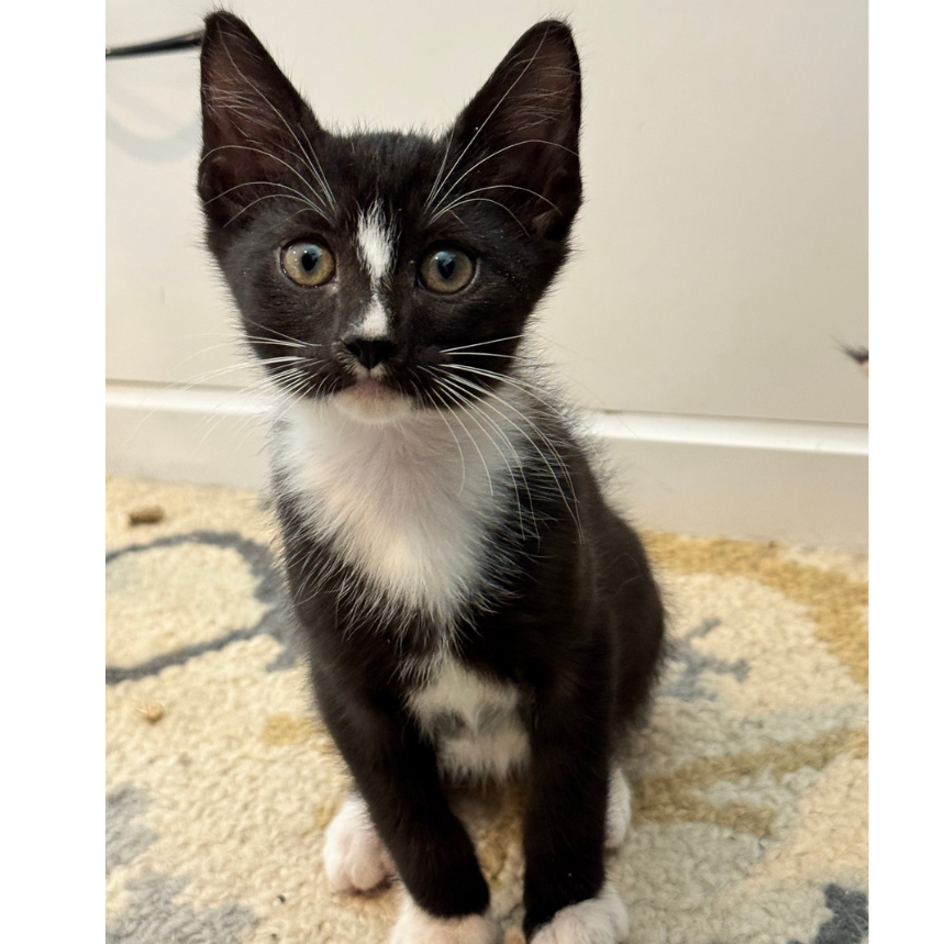 BAE BAE - Domestic Shorthair available for adoption