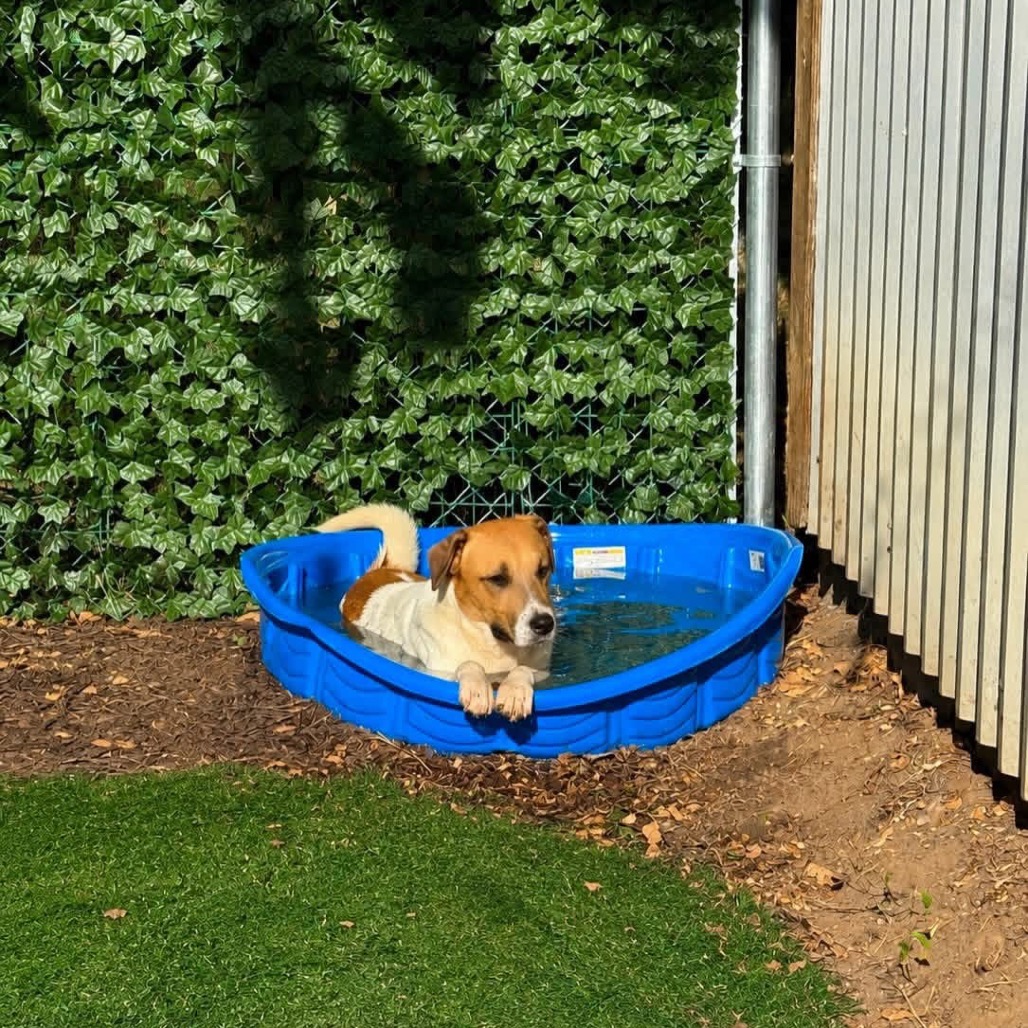 Photo of Dozer