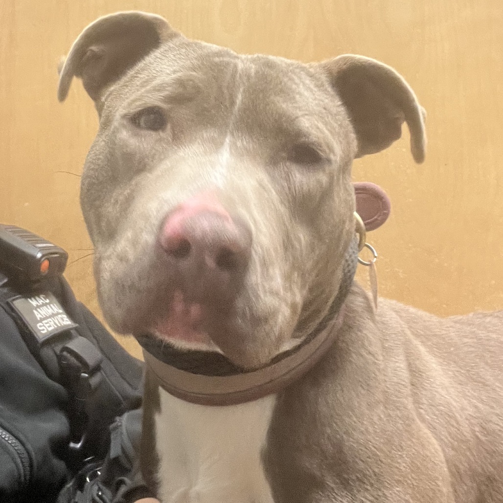 Wigglypuff — thumbnail 2